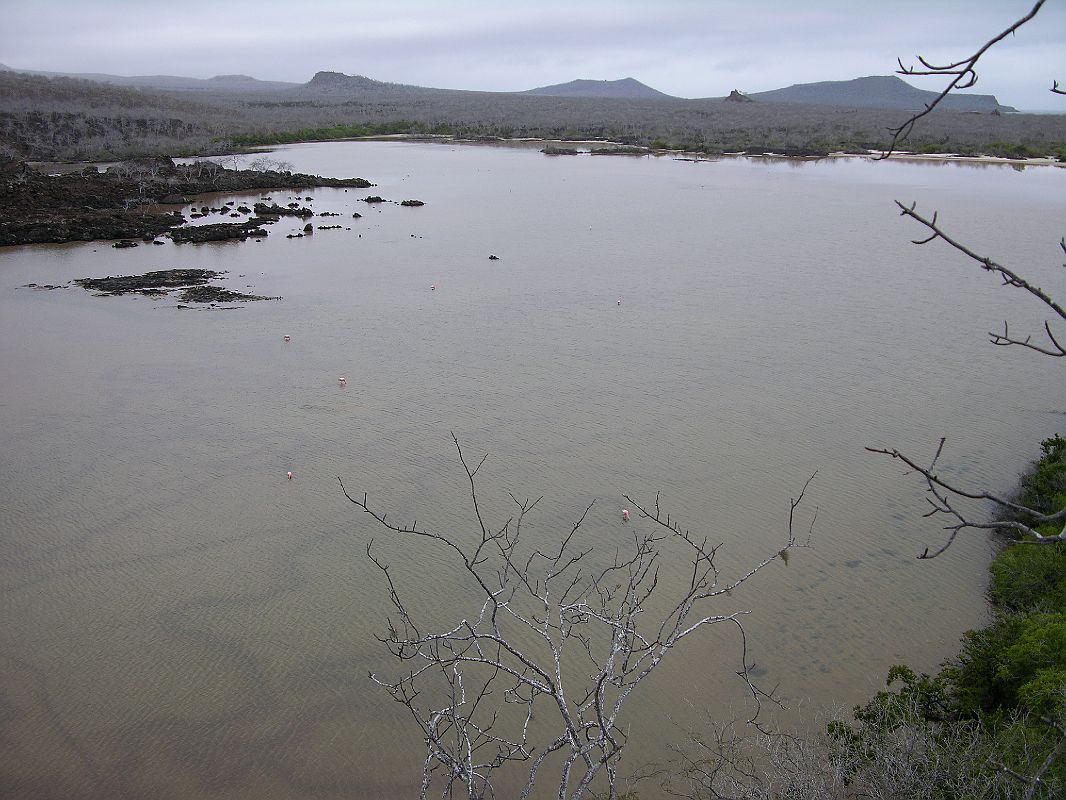 Galapagos 4-1-03 Floreana Punta Cormorant Flamingoes In Lagoon